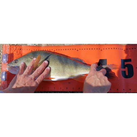 Contador Sakura La Toise