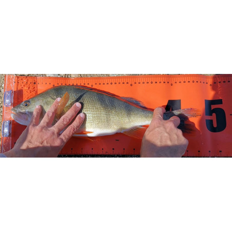 Mètre Sakura La Toise