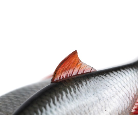 Leurre Souple Fox Rage Ultra Natural Roach