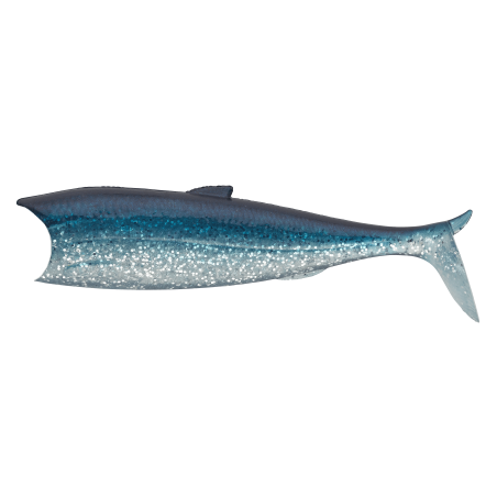 Soft Bait Sakura Breizh Shad 123 | Body