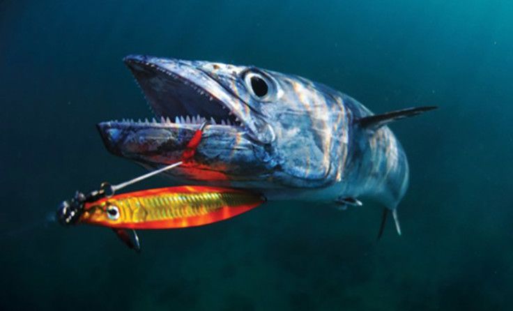 Jig señuelo marino para la pesca de depredadores