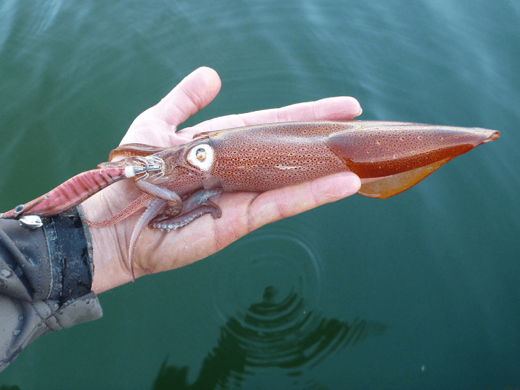 Illustration of the article How do you jig cephalopods? What type of jig should I choose?
