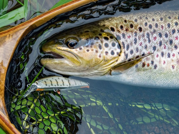 Illustration of the article Choosing the right wire diameter for trout fishing