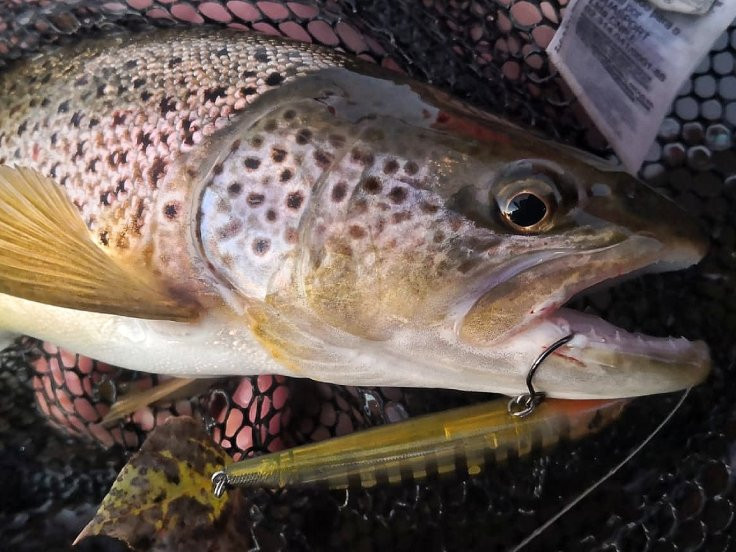 Aberdeen – Lot De 50 Hameçons Pour Pêche En Eau Douce Ou Mer,crochet À Longue Tige, Support