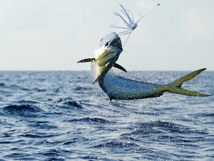 Owner Tenya Z-6215 Hanging Boat Fishing Hook - Glow Color, No. 50 Weight For Tachi & Swordfish - View #3