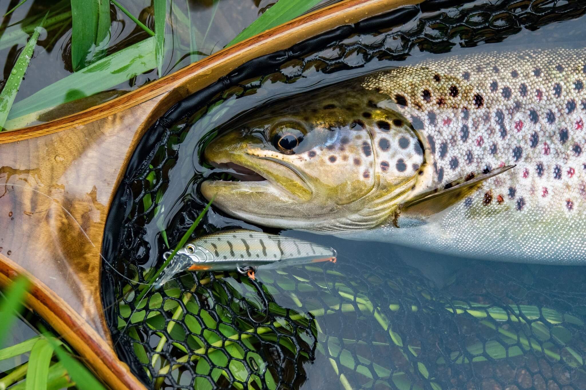 diamètre de fil pour pêcher la truite