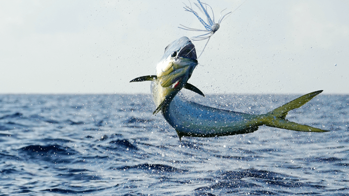 comment escher un leurre tenya