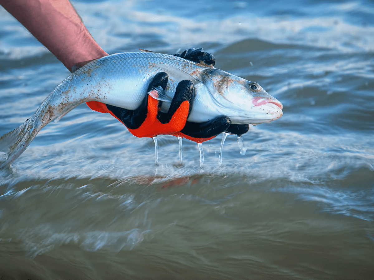 Fluorocarbon Fishing Line: All You Need To Know About This Versatile Line