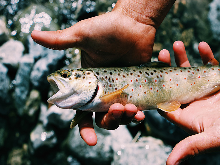 Ouverture de la pêche à la truite 2024 - Leurre de la pêche