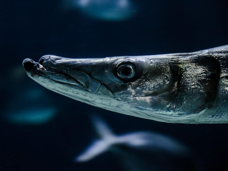 barracuda comment le pêcher