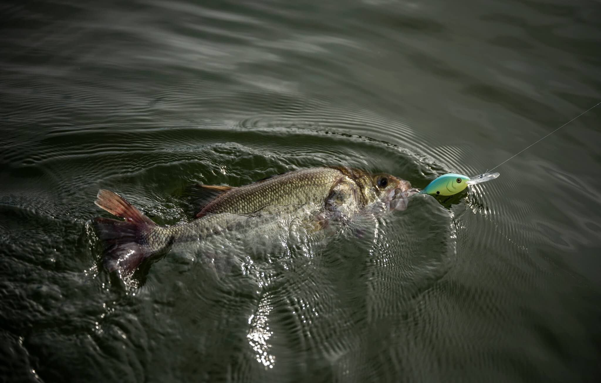 poisson nageur dex berkley