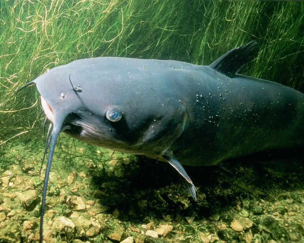 Catfish fishing: getting to know this invasive fish species - Leurre de la  pêche