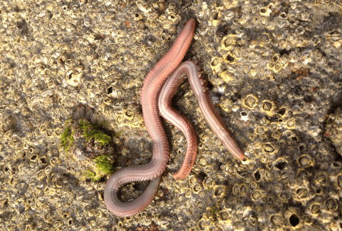 vers marins pour la pêche surfcasting
